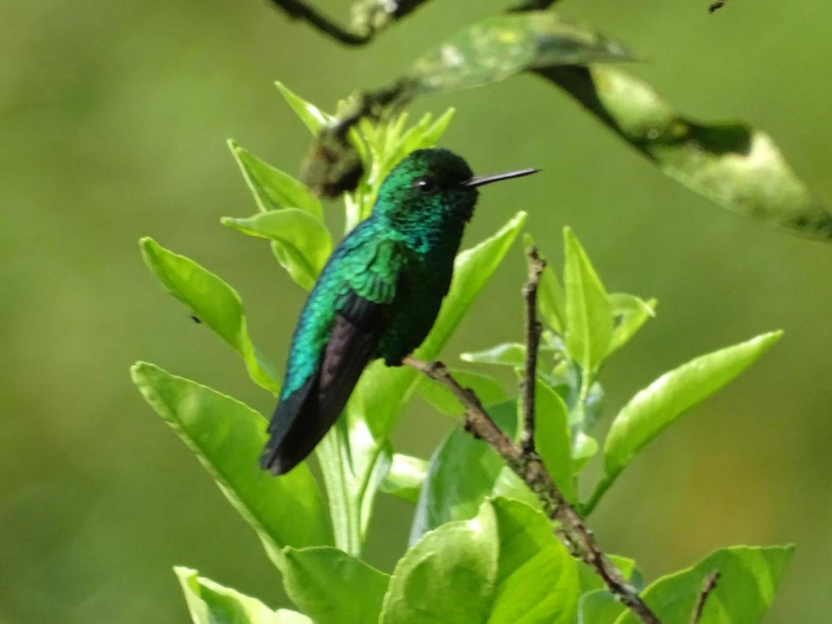 Hacienda Guayabal *