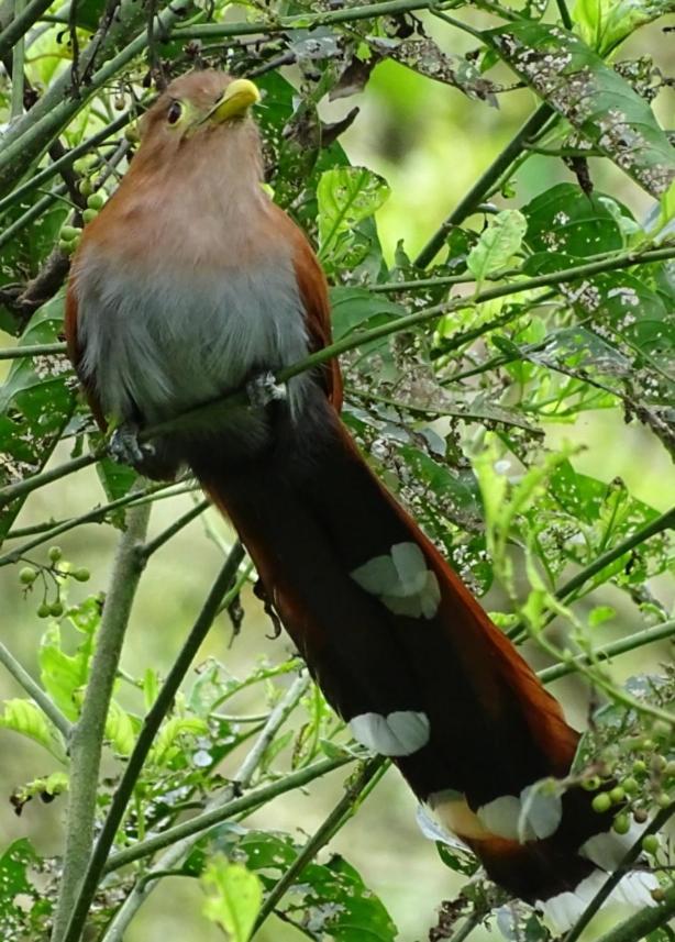 Hacienda Guayabal Lodge *